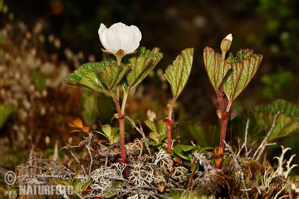 Cloudberry (Rubus chamaemorus)