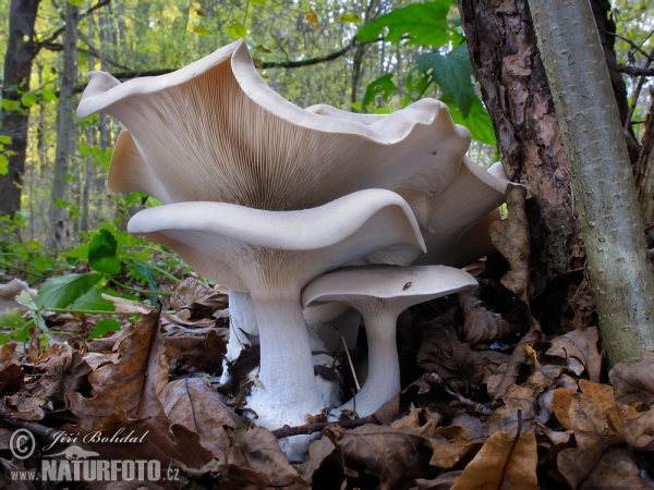 Clouded Funnel Mushroom (Clitocybe nebularis)