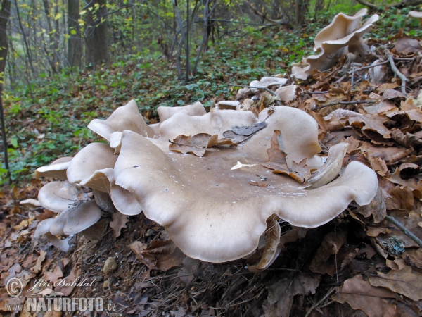 Clouded Funnel Mushroom (Clitocybe nebularis)