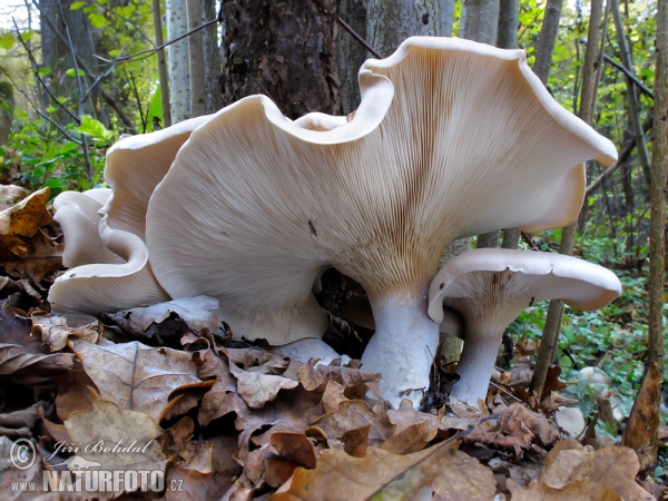 Clouded Funnel Mushroom (Clitocybe nebularis)