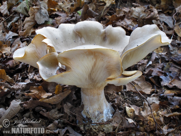 Clouded Funnel Mushroom (Clitocybe nebularis)