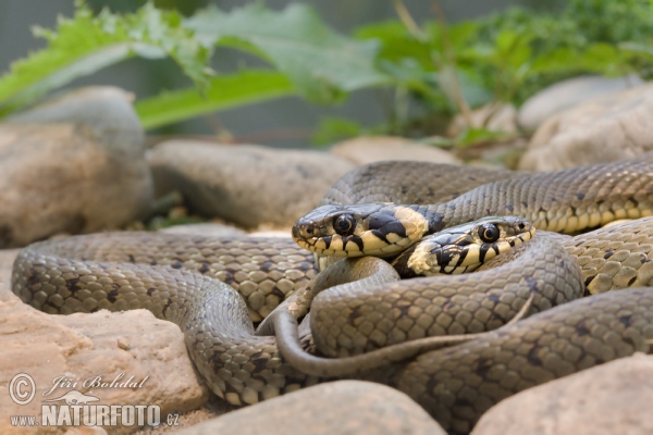 Cobra-de-água-de-colar