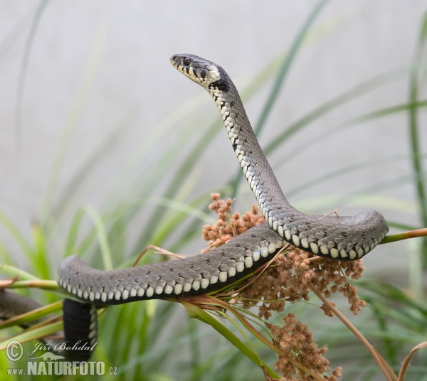 Cobra-de-água-de-colar