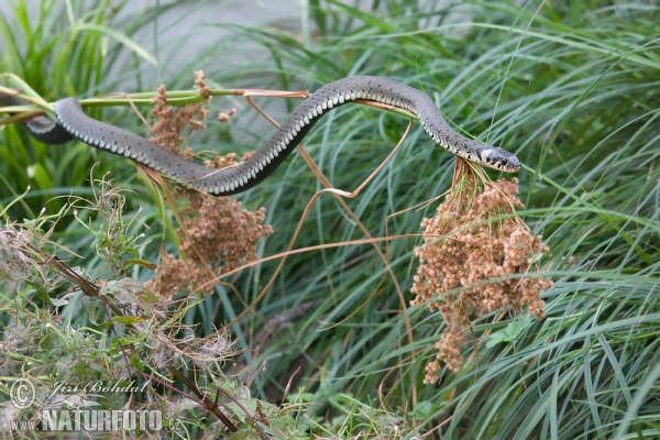 Cobra-de-água-de-colar