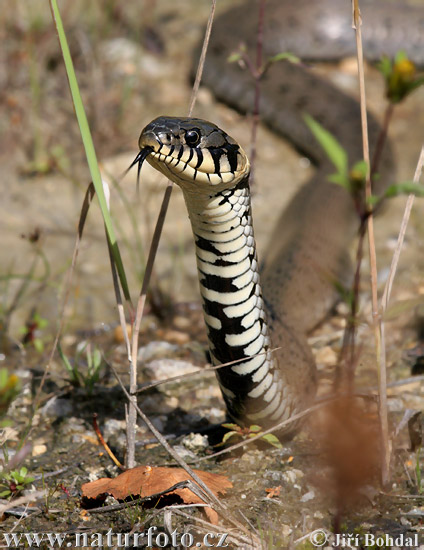 Cobra-de-água-de-colar