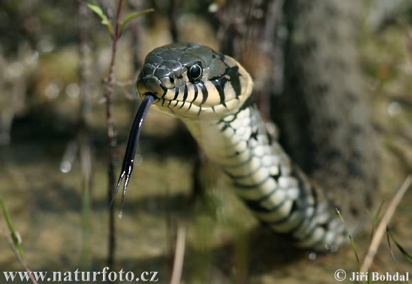 Cobra-de-água-de-colar