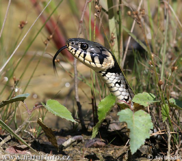 Cobra-de-água-de-colar