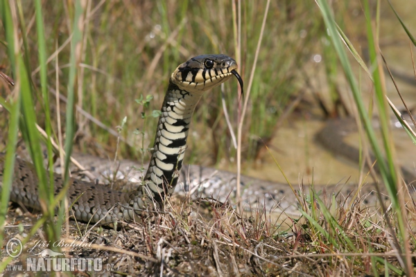 Cobra-de-água-de-colar