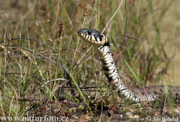 Cobra-de-água-de-colar