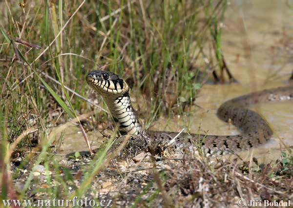 Cobra-de-água-de-colar