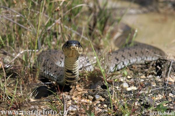 Cobra-de-água-de-colar