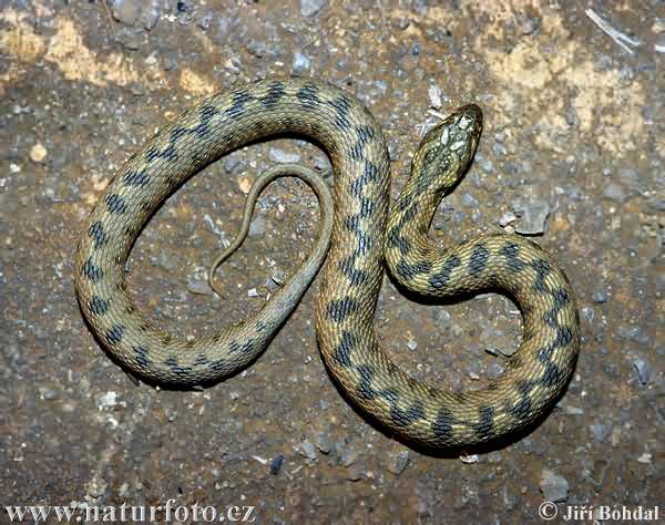 Cobra-de-água-viperina