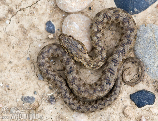 Cobra-de-água-viperina