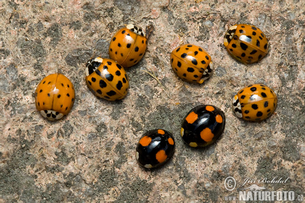 Coccinella arlecchino