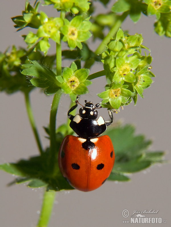 Coccinella comune