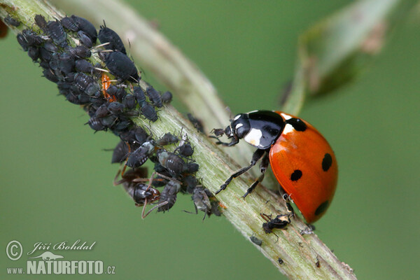 Coccinella septempunctata