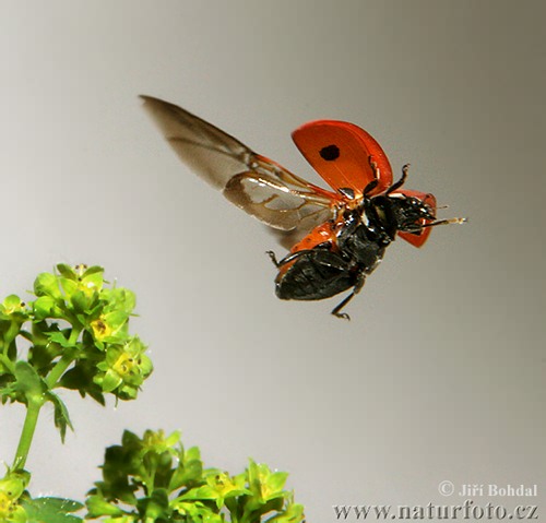 Coccinella septempunctata