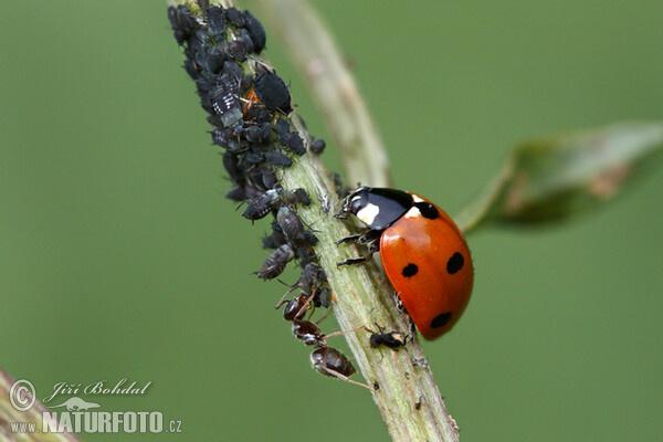 Coccinelle à sept points