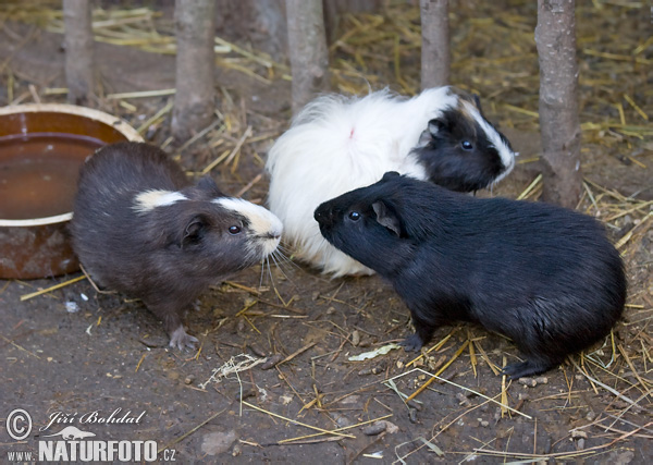 Cochon d'Inde ou cobaye