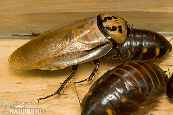 Cockroach (Eublaberus distani)