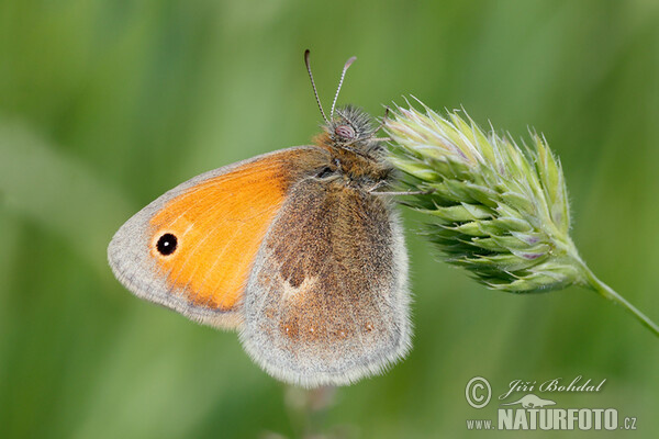 Coenonympha pamphilus