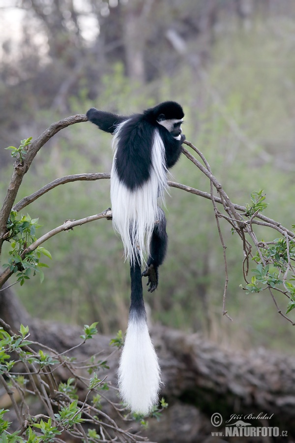 Colobus guereza