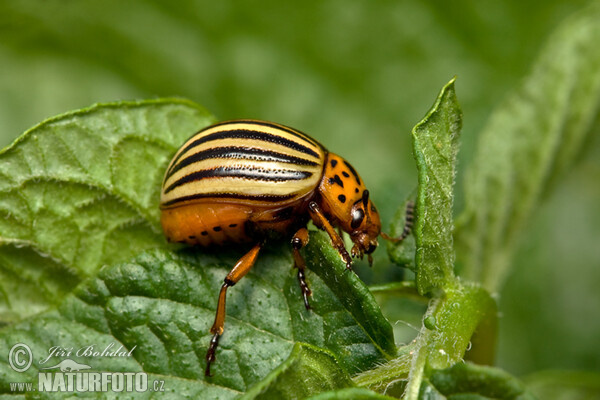 Colorado Potato Beetle (Leptinotarsa decemlineata)