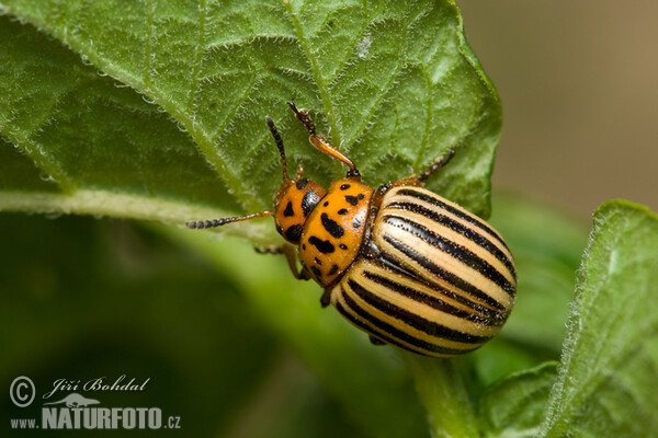 Colorado Potato Beetle (Leptinotarsa decemlineata)