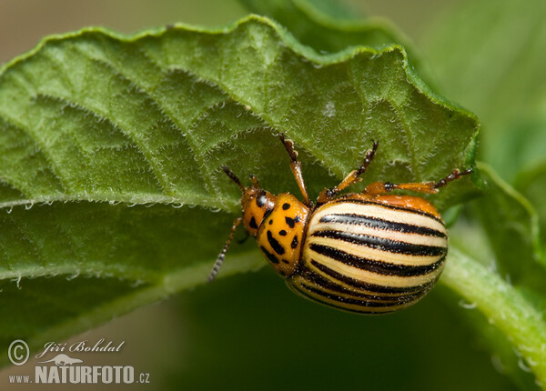 Colorado Potato Beetle (Leptinotarsa decemlineata)