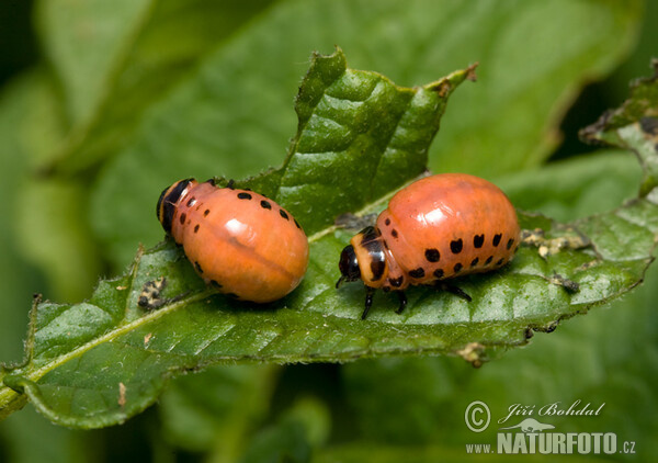 Colorado Potato Beetle (Leptinotarsa decemlineata)