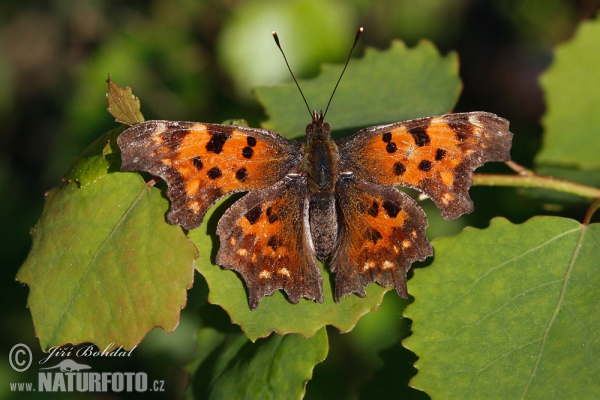 Comma Butterfly (Polygonia c-album)