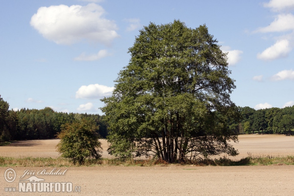 Common Alder (Alnus glutinosa)