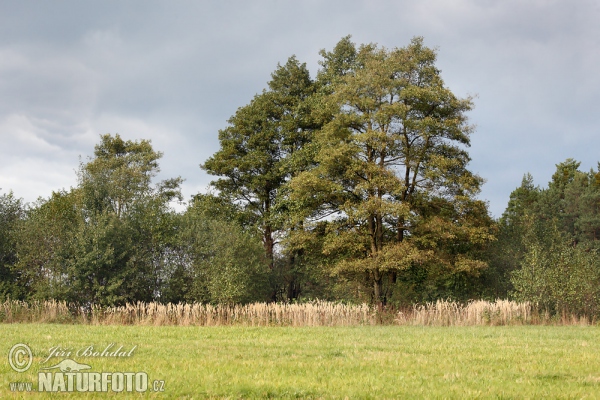 Common Alder (Alnus glutinosa)