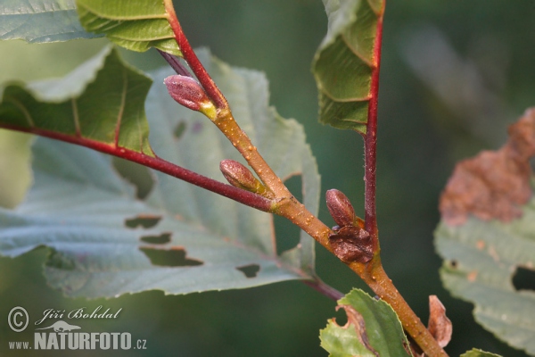 Common Alder (Alnus glutinosa)