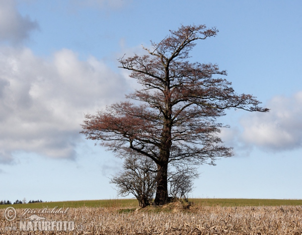 Common Alder (Alnus glutinosa)