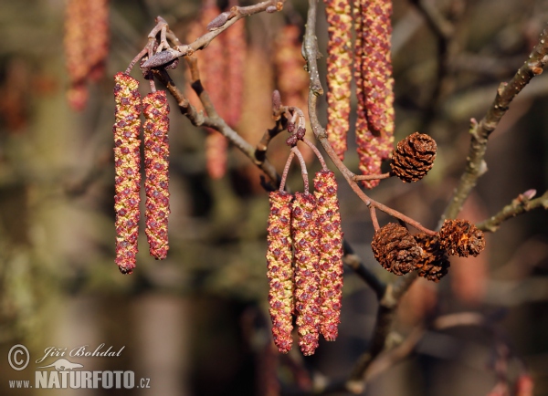 Common Alder (Alnus glutinosa)