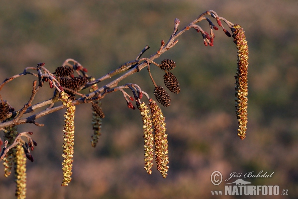 Common Alder (Alnus glutinosa)