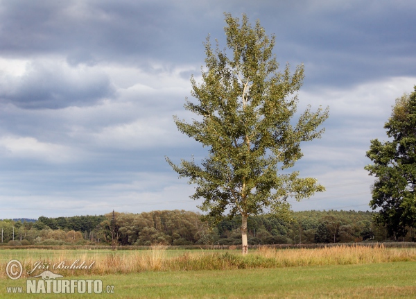 Common Aspen (Populus tremula)