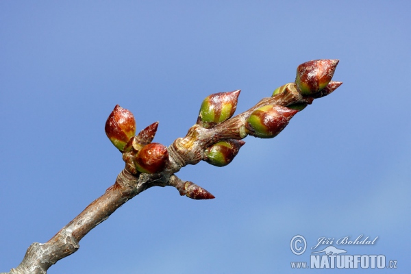 Common Aspen (Populus tremula)