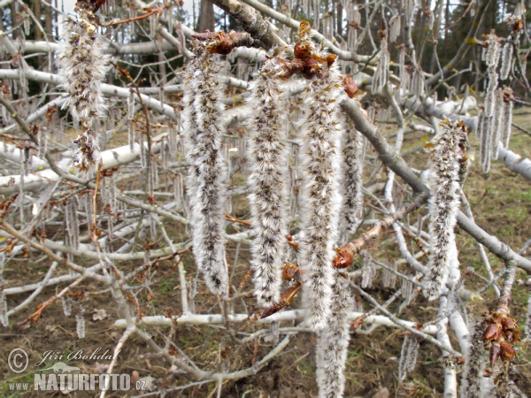 Common Aspen (Populus tremula)