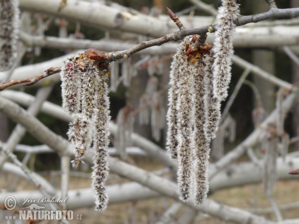 Common Aspen (Populus tremula)