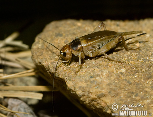 Common Black Field Cricket (Gryllus assimilis)
