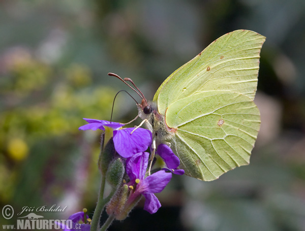 Common Brimstone