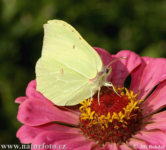 Common Brimstone