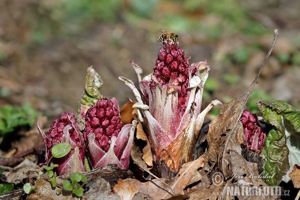 Common Butterbur (Petasites hybridus)