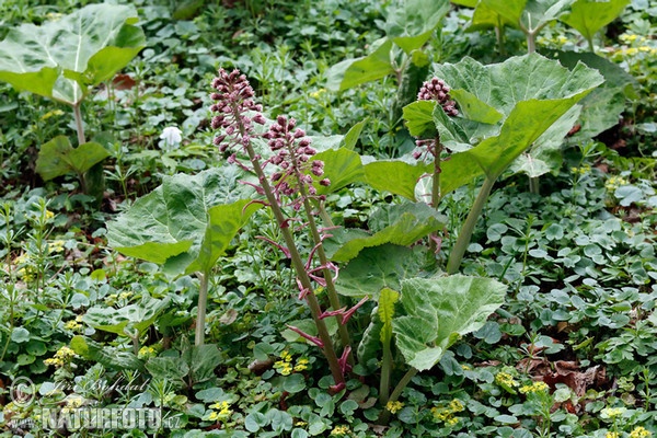 Common Butterbur (Petasites hybridus)