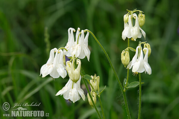 Common Columbine (Aquilegia vulgaris)