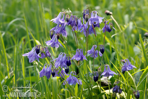 Common Columbine (Aquilegia vulgaris)