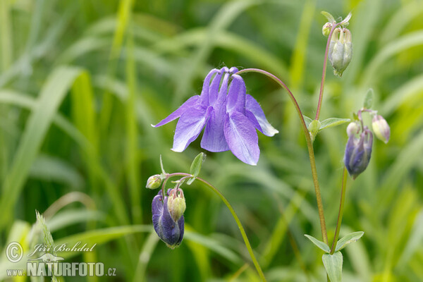 Common Columbine (Aquilegia vulgaris)