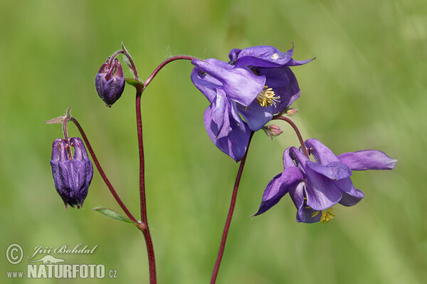 Common Columbine (Aquilegia vulgaris)